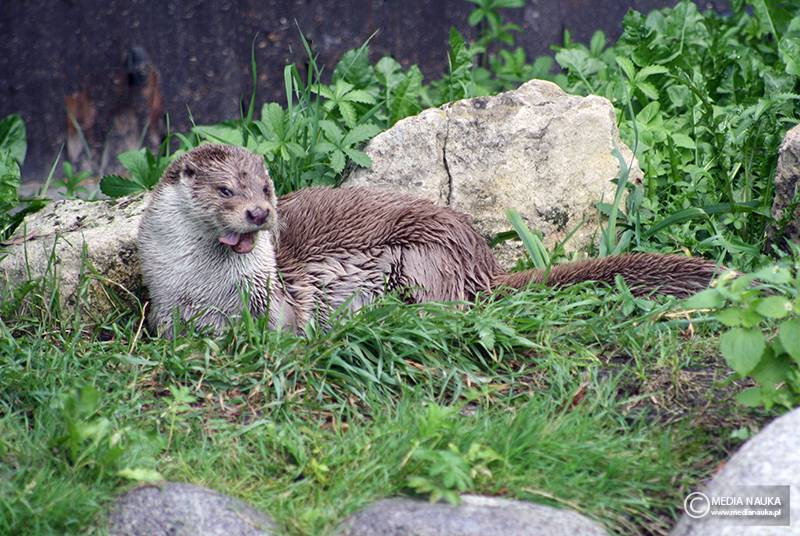 wydra europejska (Lutra lutra)