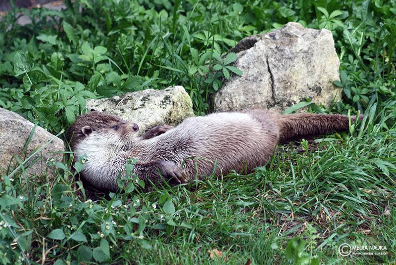 wydra europejska (Lutra lutra)