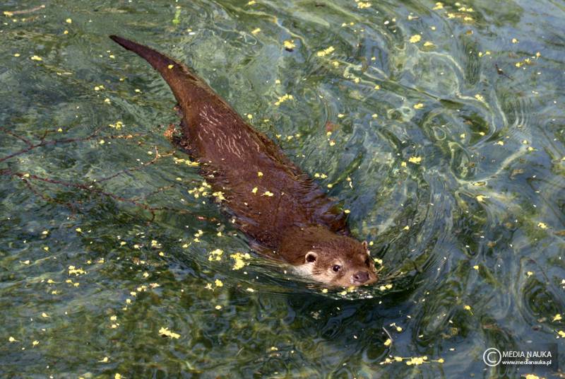 wydra europejska (Lutra lutra)