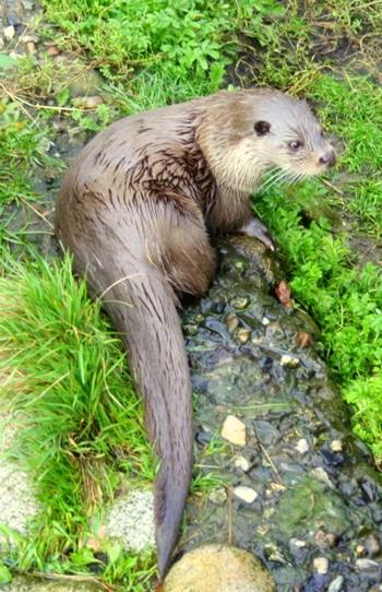 wydra europejska (Lutra lutra)