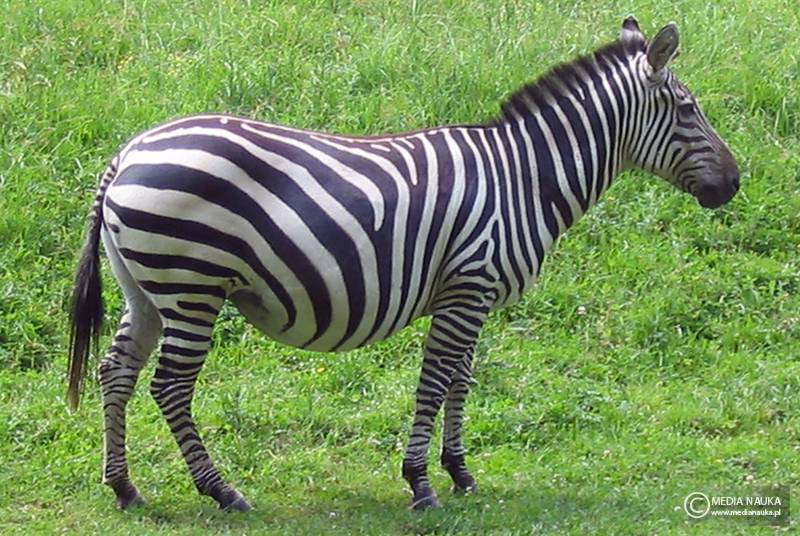 zebra stepowa (Equus quagga)