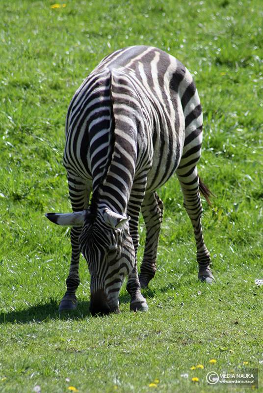 zebra stepowa (Equus quagga)