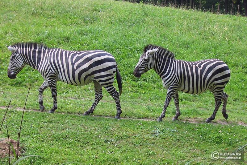 zebra stepowa (Equus quagga)