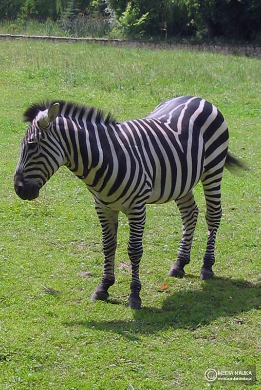 zebra stepowa (Equus quagga)