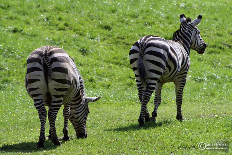 zebra stepowa (Equus quagga)