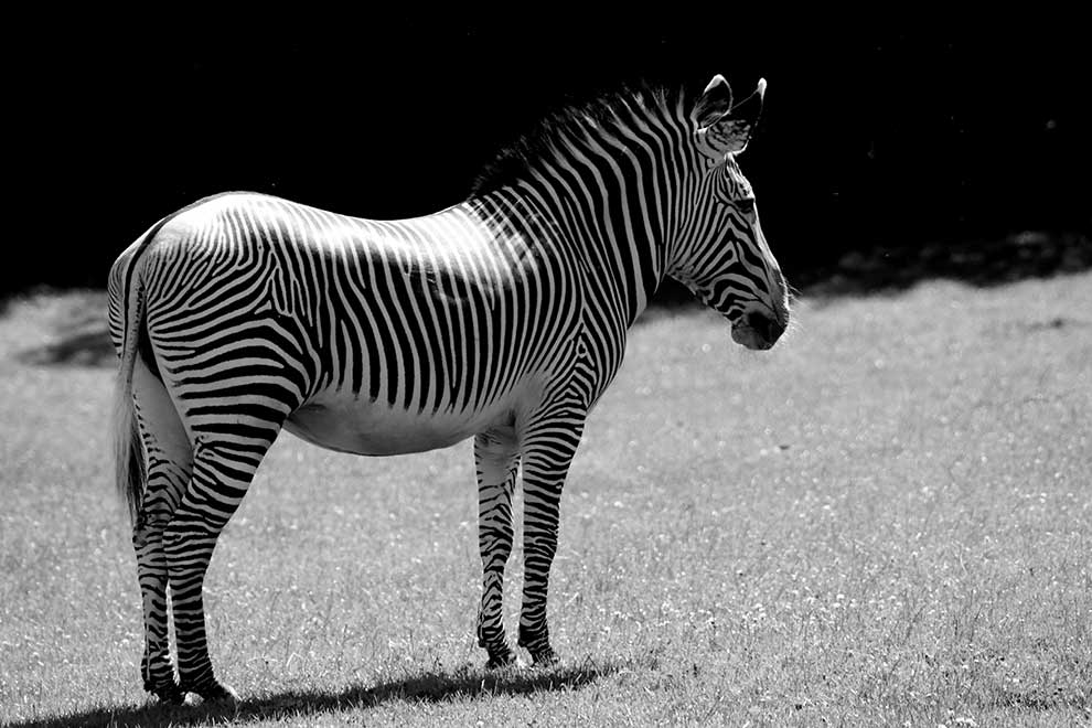 zebra pręgowana (Equus grevyi)