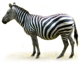 zebra stepowa (Equus quagga)