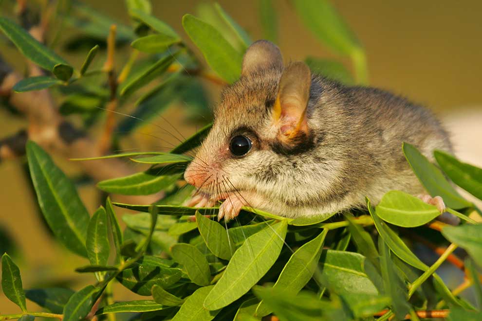 żołędnica europejska (Eliomys quercinus)