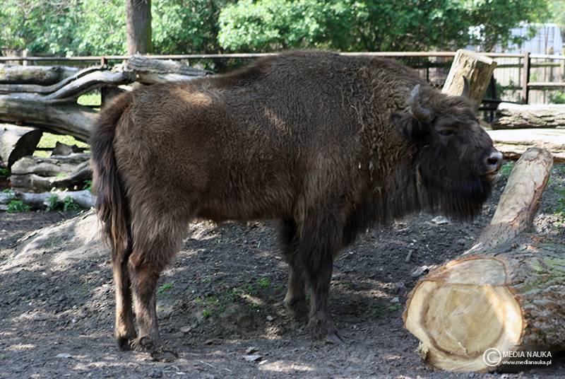 żubr europejski (Bison bonasus)