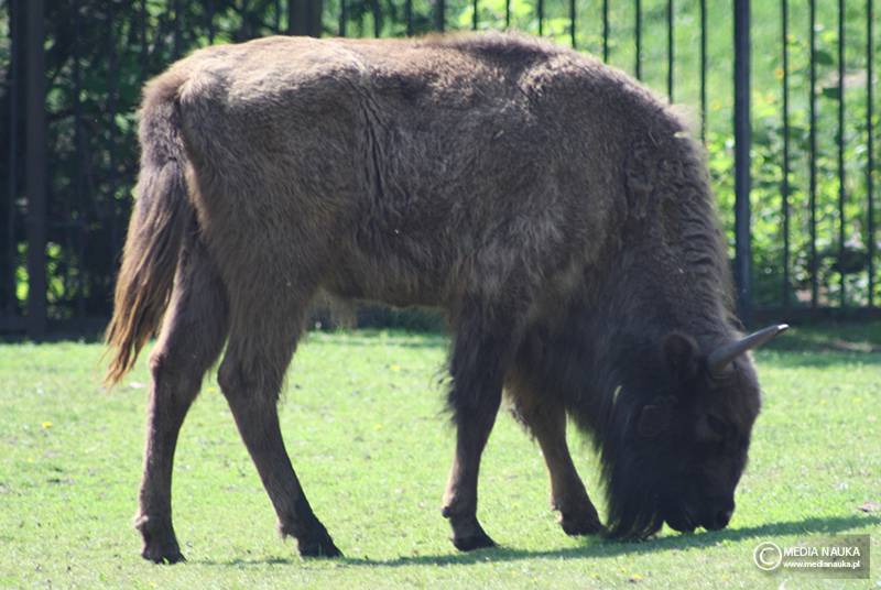 żubr europejski (Bison bonasus)
