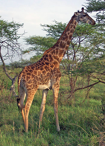 żyrafa sawannowa