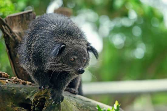 Binturong orientalny (Arctictis binturong)