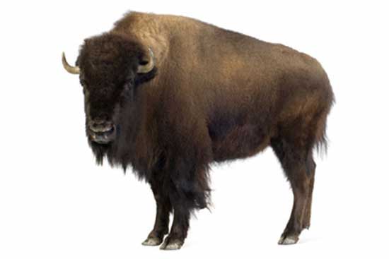 Bizon amerykański (Bison bison)