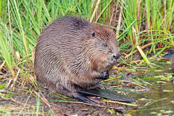 Bóbr kanadyjski (Castor canadensis)