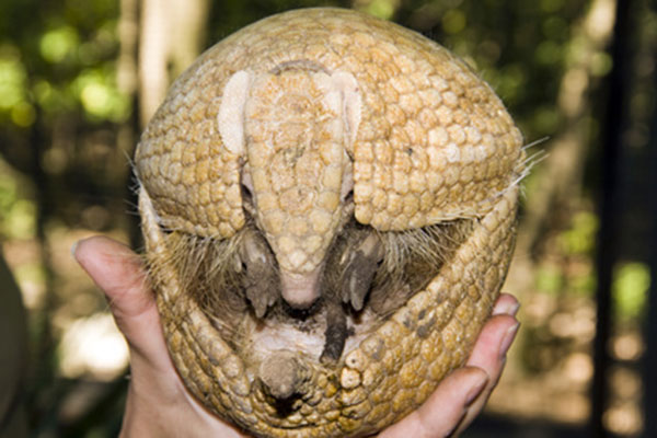 Bolita beazylijska (Tolypeutes tricinctus)