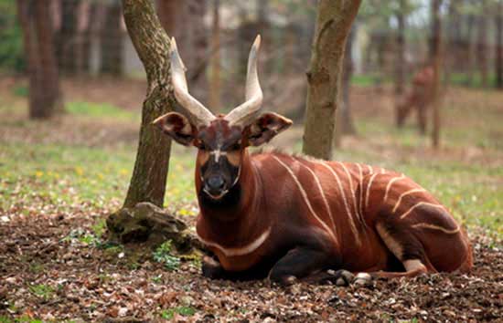 Bongo leśne (Tragelaphus eurycerus)