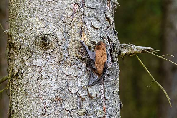 Borowiec leśny (Nyctalus leisleri)