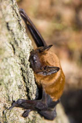 Borowiec wielki (Nyctalus noctula)