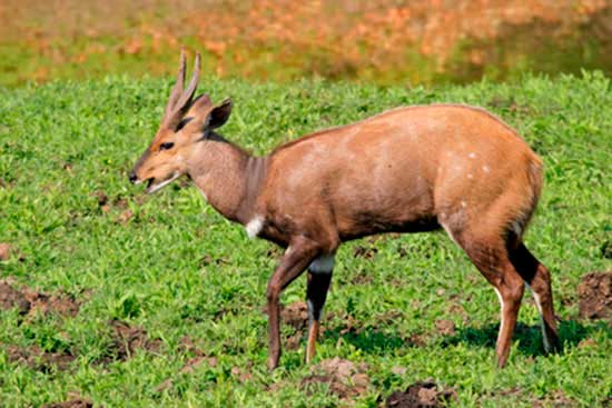 Buszbok subsaharyjski (Tragelaphus scriptus)