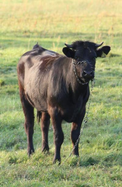 Bydło domowe, tur europejski (Bos taurus)