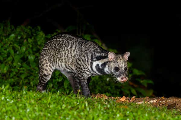 Wiwera indyjska (Viverra zibetha)