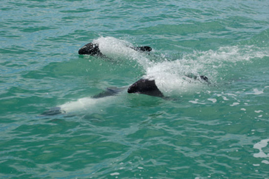 Delfin czarnogłowy, delfin Commersona (Cephalorhynchus commersonii)