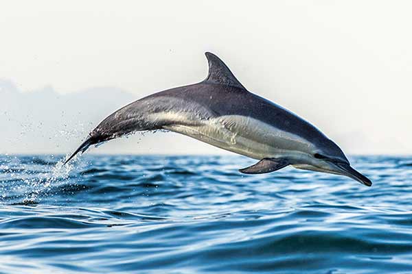 Delfin długopyski (Delphinus capensis)