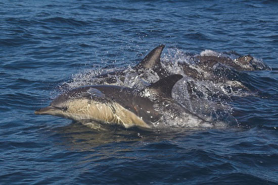 Delfin zwyczajny (Delphinus delphis)