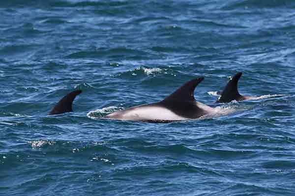 Delfinowiec białonosy (Lagenorhynchus albirostris)