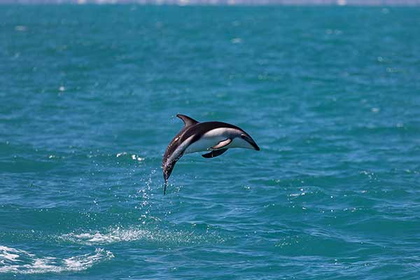 Delfinowiec ciemny (Lagenorhynchus obscurus)