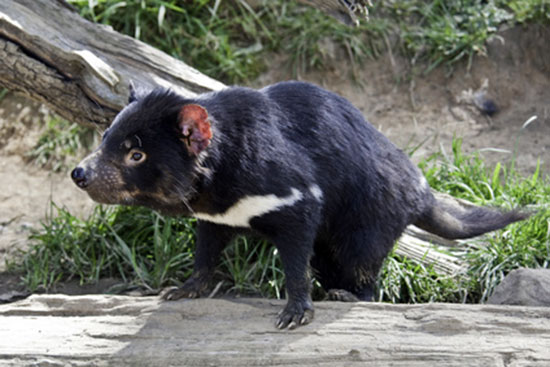Diabeł tasmański (Sarcophilus harrisii)