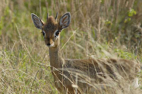 Dikdik drobny (Madoqua guentheri)