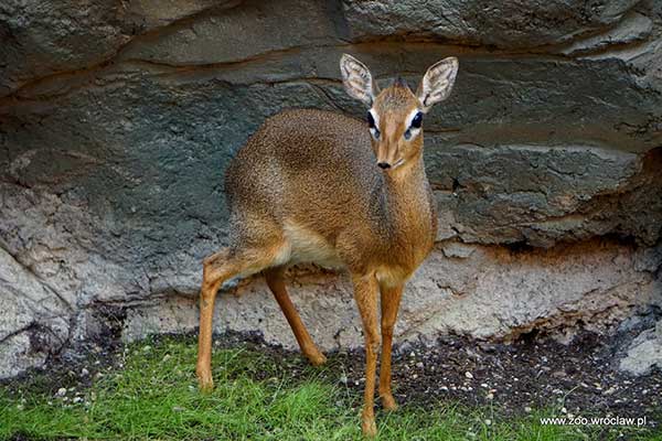 Dikdikk sawannowy (Madoqua kirkii)