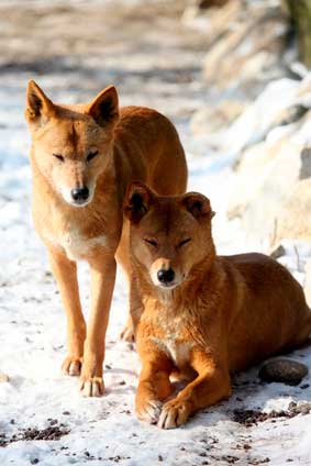 Dingo australijski (Canis dingo)