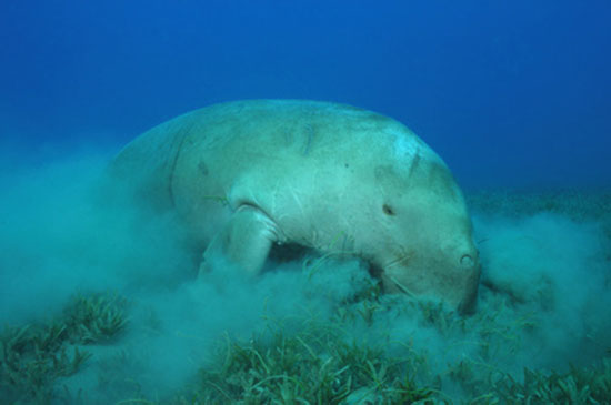 Diugoń przybrzeżny (Dugong dugon)