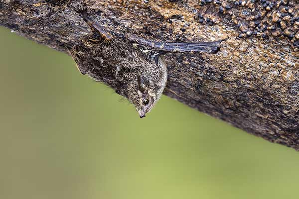 Długonosek amerykański (Rhynchonycteris naso)