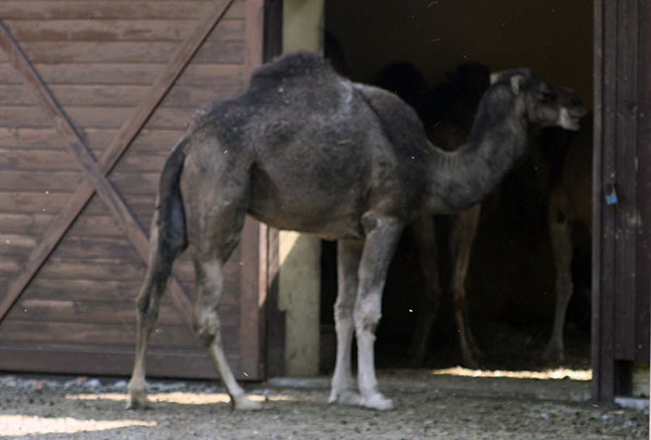 Dromader, wielbłąd jednogarbny (Camelus dromedarius)