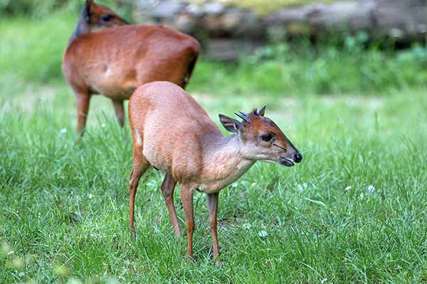 Dujker czerwony (Cephalophus natalensis)