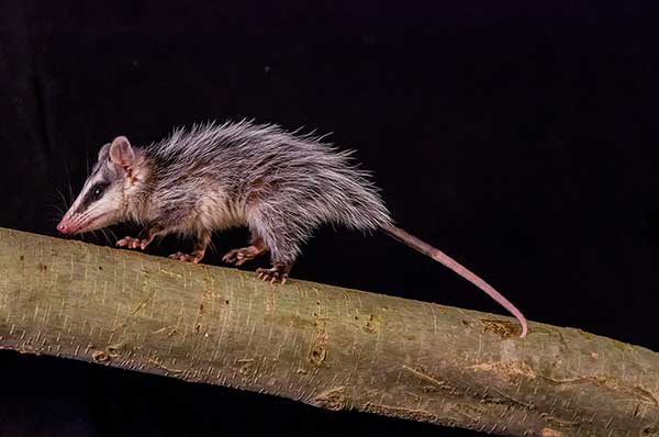 Dydelf andyjski (Didelphis pernigra)