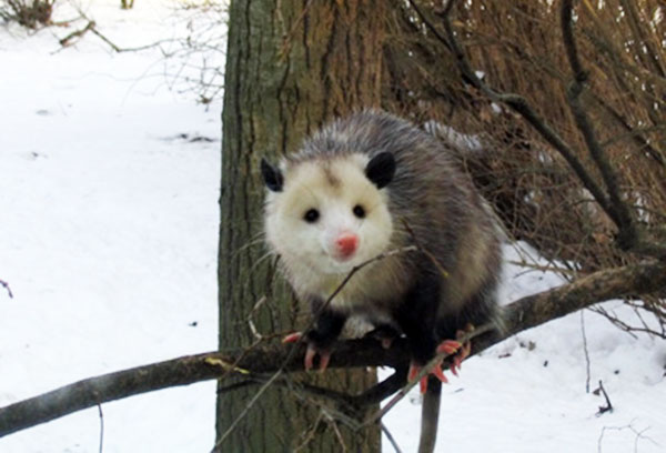 Dydelf północny, opos (Didelphis marsupialis)