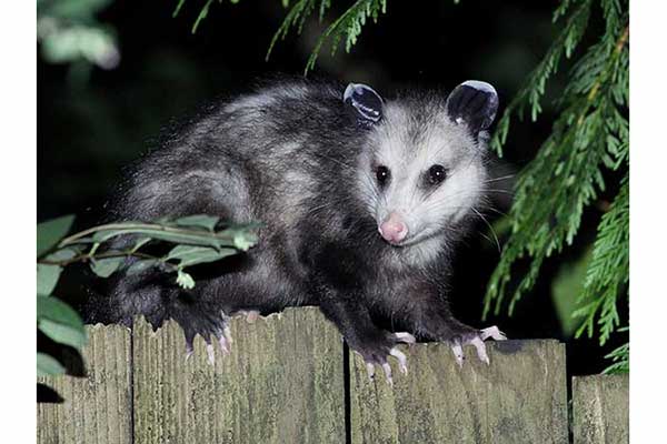 Dydelf wirginijski (Didelphis virginiana)