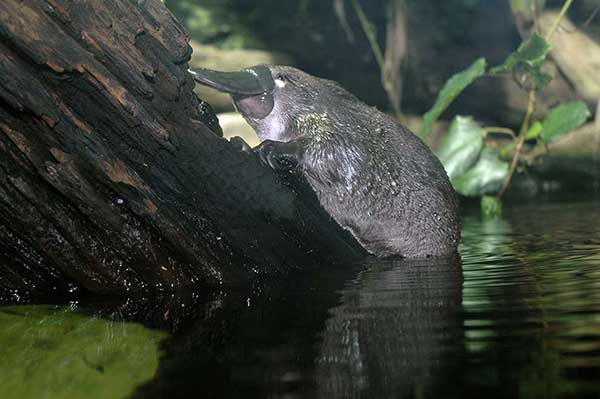 Dziobak australijski (Ornithorhynchus anatinus)