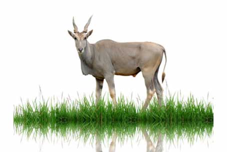 Eland zwyczajny (Tragelaphus oryx)