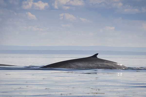 Płetwal zwyczajny (Balaenoptera physalus)