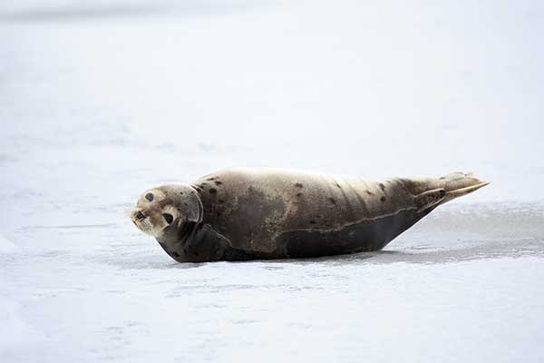 Lodofoka grenlandzka (Pagophilus groenlandicus)