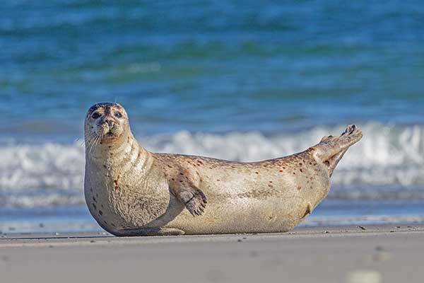 Foka pospolita (Phoca vitulina)