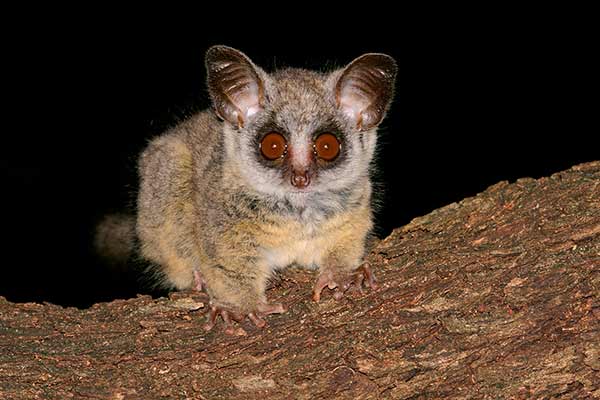 Galago akacjowy (Galago moholi)