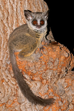 Galago senegalski (Galago senegalensis)