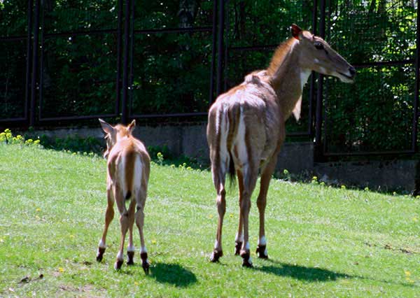 Garna (Antilope cervicapra)