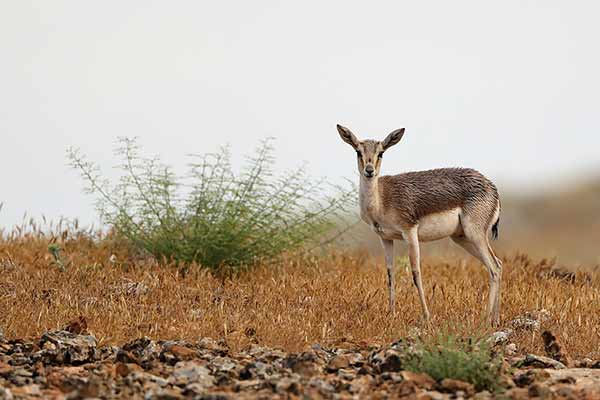 Gazela czarnoogonowa (Gazella subgutturosa)